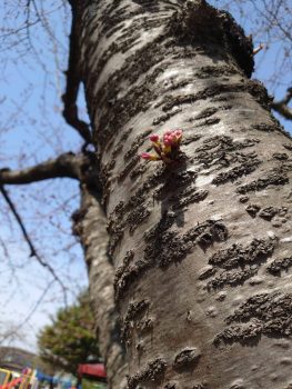 4月、新学期🌸