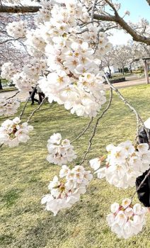 桜満開🌸