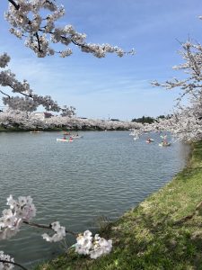 弘前のさくらまつりに行ってきました🌸