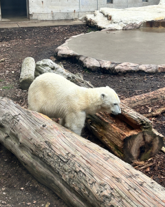 お家の話はちょっとお休み。今日はホッキョクグマ日記🐻‍❄️