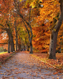 現場も紅葉も進行中！