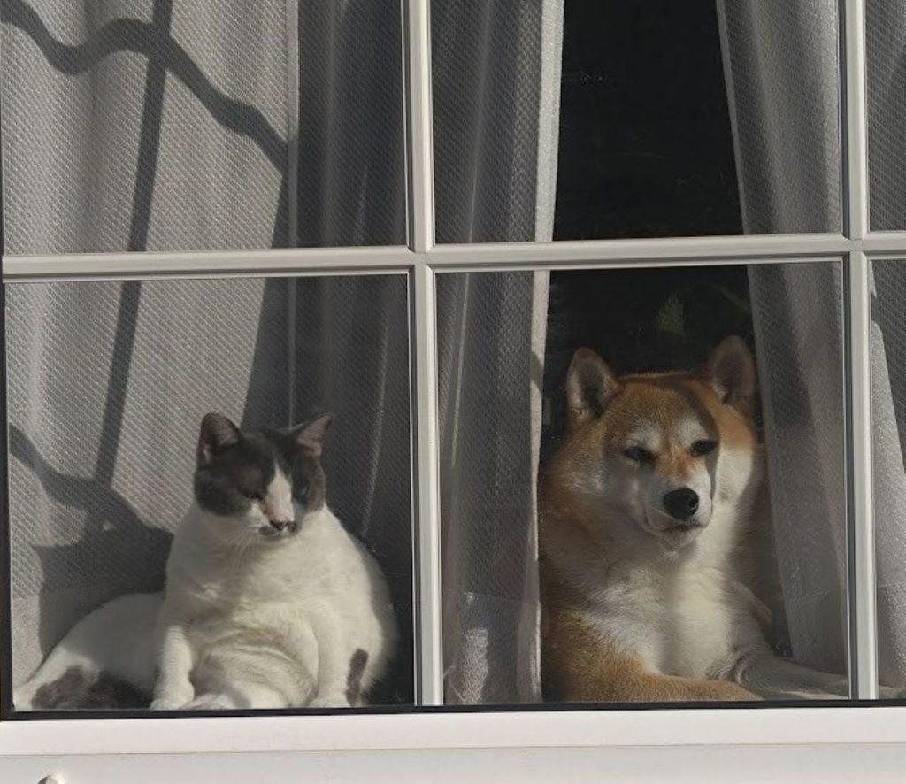 猫が教えてくれる居心地のいい場所