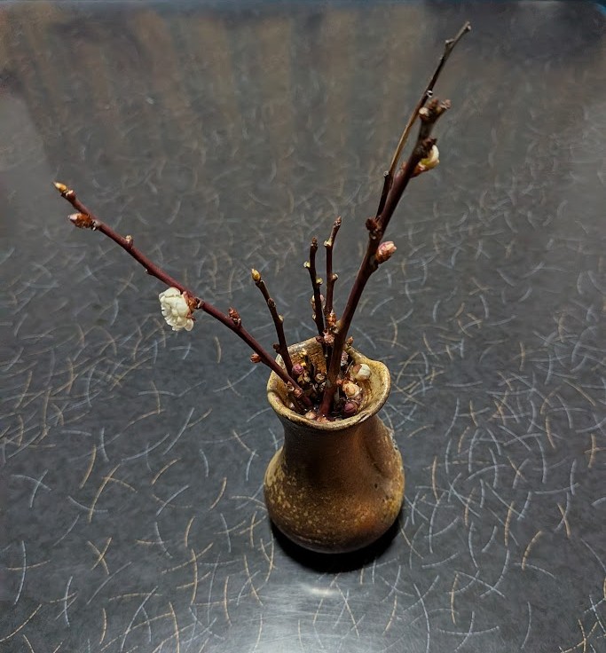 春の気配、庭の梅がそっと咲きました