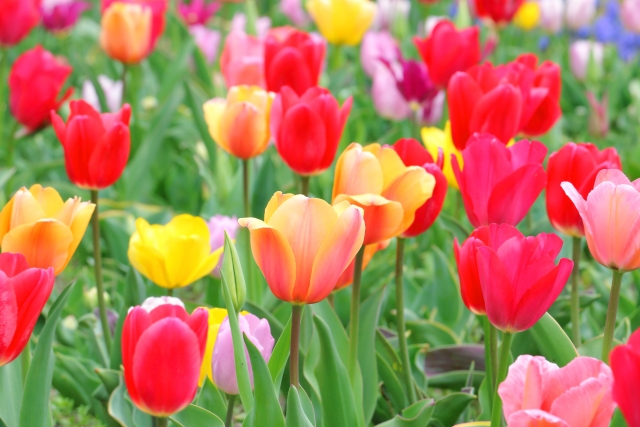 もうすぐ、ゴールデンウィーク✨