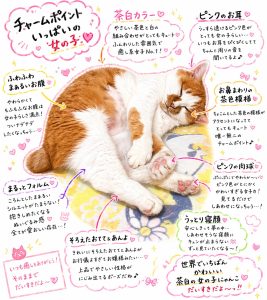 癒し担当🐈公開🐱💕
