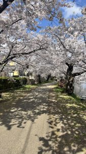 完全に出遅れましたが…🌸