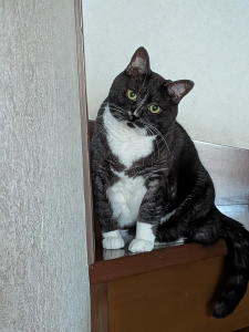 実は、わが家には猫もいます🐈