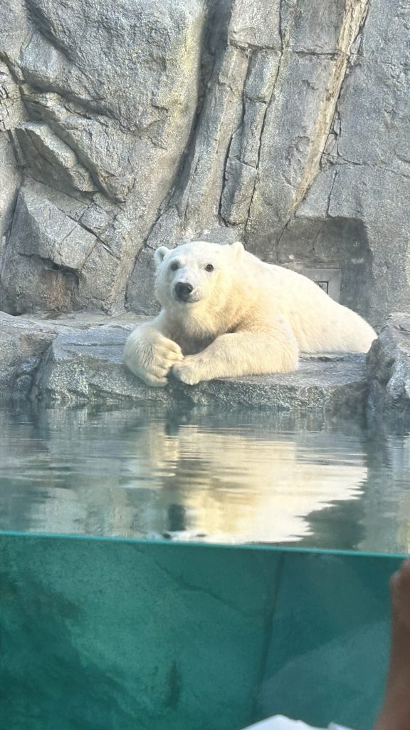 念願のモモ太に会ってきました🐻‍❄️💓